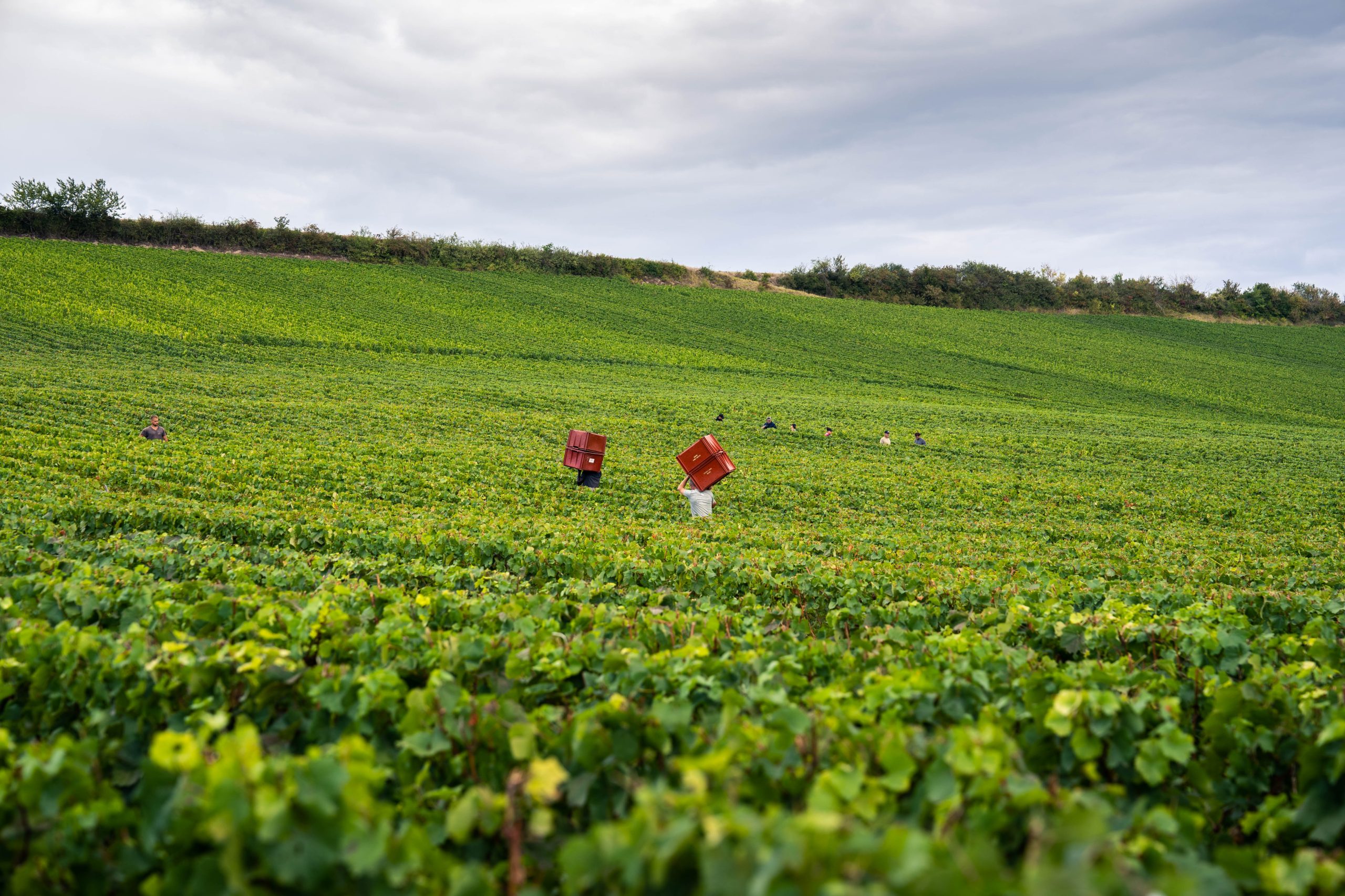 Vignes pendant les vendanges Champagne L'Hoste