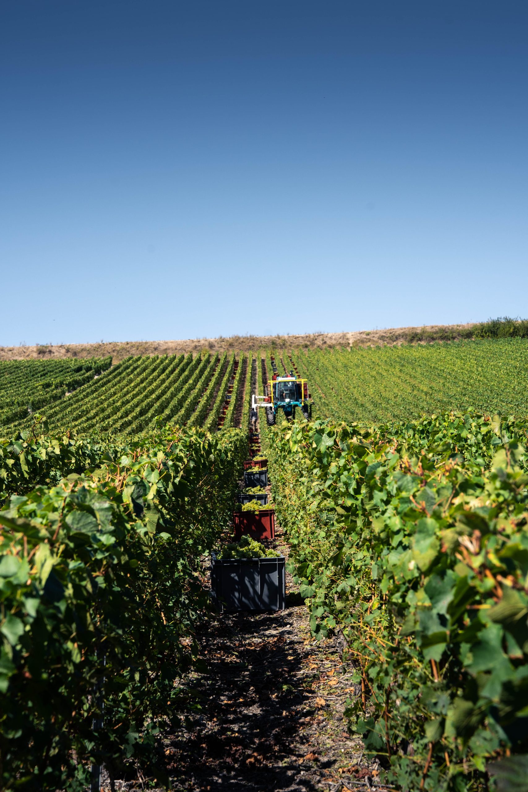 Vignes pendant les vendanges Champagne L'Hoste